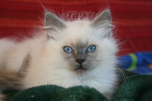 Ragdolls à Malice